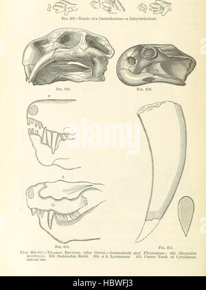 Immagine presa da pagina 434 di " elementi di geologia: un libro di testo, etc' immagine presa da pagina 434 di " elementi di geologia A Foto Stock