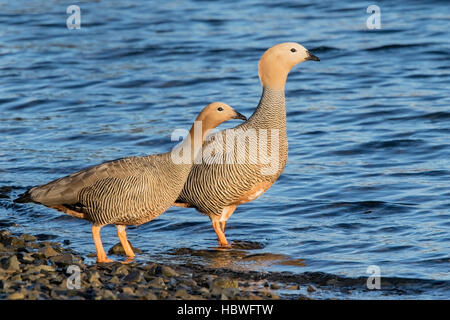 Ruddy-headed goose (Chloephaga rubidiceps) coppia di adulti in piedi vicino all acqua sul litorale, Isole Falkland Foto Stock