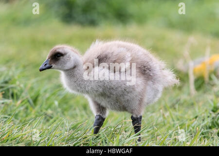 Oca montane (Chloephaga picta) singola gosling chick camminando in erba, Isole Falkland Foto Stock