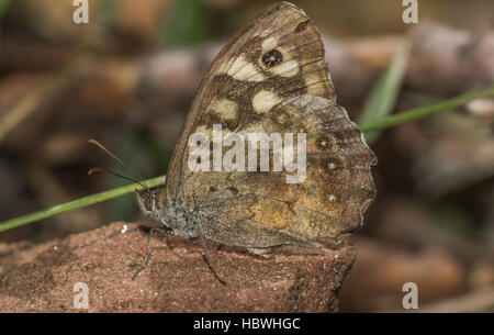 Chiazzato di legno (farfalla Pararge aegeria) Foto Stock