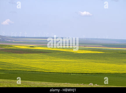 Gura Dobrogei, Dobrudscha, Romania Foto Stock