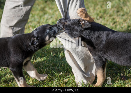 Pastore belga puppys sul prato verde Foto Stock