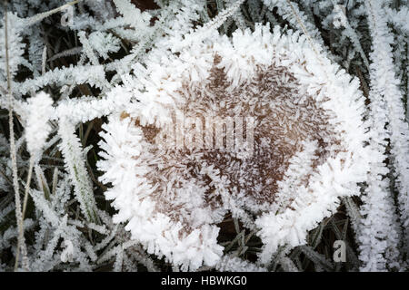 Frosty funghi nelle Highlands della Scozia. Foto Stock