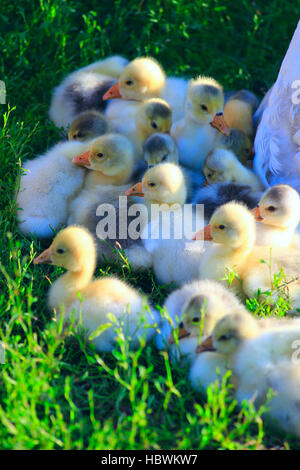 Covata di giovani goslings sull'erba Foto Stock