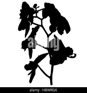 Silhouette di un'orchidea Foto Stock