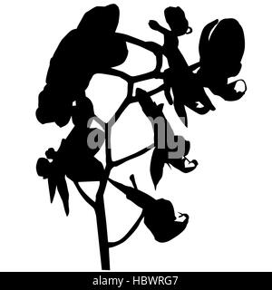 Silhouette di orchidee Foto Stock