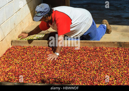 Abitanti del Brasile, piccoli agricoltori che selezionano chicchi di caffè maturi (Coffea arabica) si diffondono sul terreno nello Stato di San Paolo, Brasile. Foto Stock