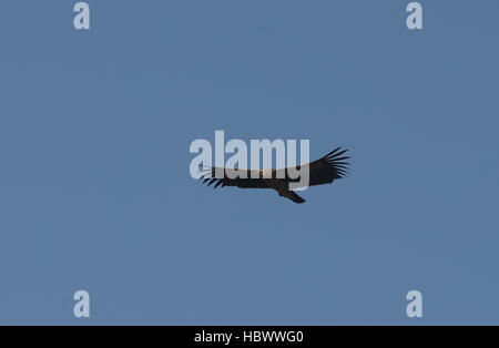 Grifone (Gyps fulvus) in volo con i cieli blu in background Foto Stock