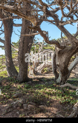 Un albero morto incorniciata da due altri alberi in Costa della California. Foto Stock