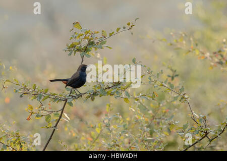 L'Indiano robin (Saxicoloides fulicatus) maschio di uccelli nel loro habitat naturale Foto Stock