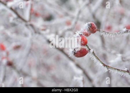 Rosa. Cinorroidi in inverno coperto di brina. Scozia Foto Stock