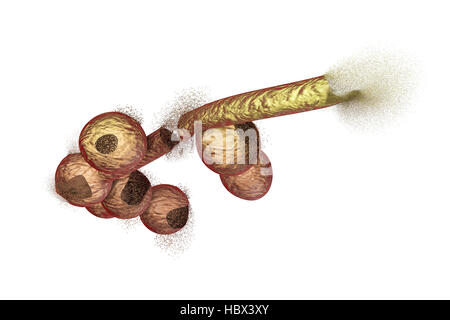 Distruzione di Candida funghi, illustrazione del computer. Immagine può essere utilizzata per illustrare trattamento antimicotico concetto. Foto Stock