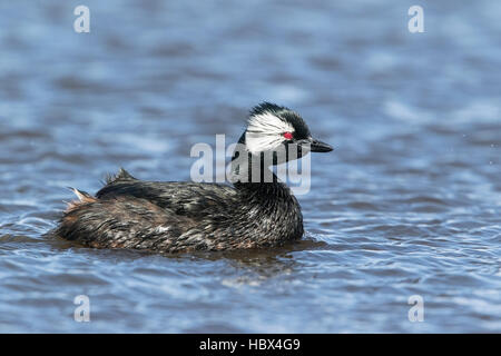 Bianco-tufted grebe (Rollandia rolland) piscina per adulti sul lago nelle Isole Falkland Foto Stock