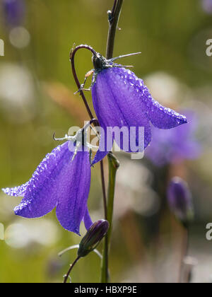 Harebell fiore (Campanula rotundifolia), Lottis Creek, Colorado. Foto Stock