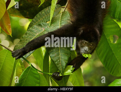 Mantled scimmia urlatrice (Alouatta palliata) mangiando una foglia, Costa Rica Foto Stock