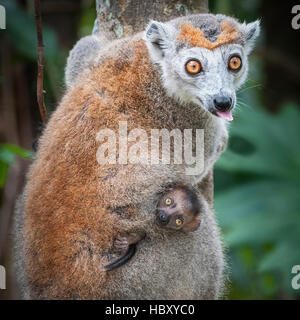 Lemure coronato (il Eulemur coronatus) con neonati Foto Stock