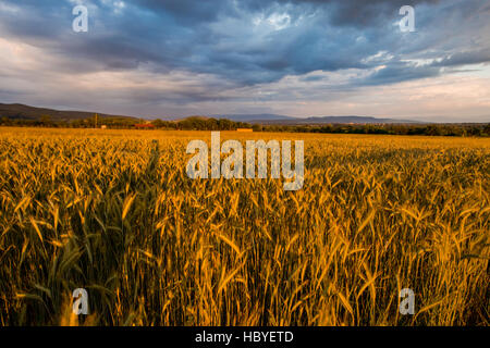 Tramonto e campo di grano Foto Stock