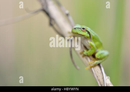 Raganella (Hyla arborea) seduto sul pettine, Upper Lusatian Heath e regione di stagno, Bassa Sassonia, Germania Foto Stock