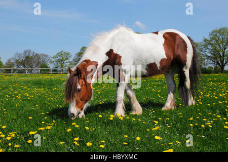 Tinker corsa di cavalli, cavallo di Przewalski, Irish Tinker Pony (Equus przewalskii f. Caballus), pascoli, prati di fiori Foto Stock