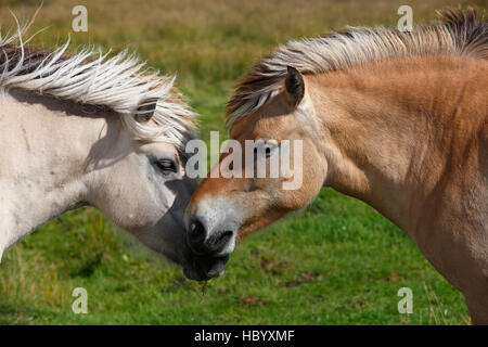 Fiordo norvegese pony, due cavalli conoscersi, Schleswig-Holstein, Germania Foto Stock