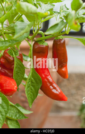 Peperoncino rosso sulla pianta - USA Foto Stock