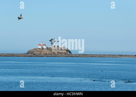 Pelican sorvolano Crescent porto nella Crescent City, California. La batteria Point Lighthouse è in background. Foto Stock