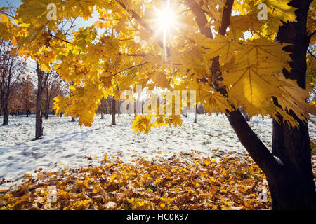 Acero con foglie di giallo al parco con neve a frosty autunno Foto Stock