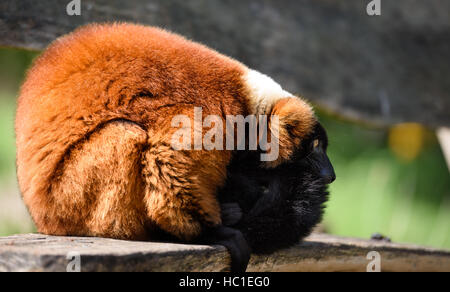 Lemur avvolto a ricciolo seduta su una panchina - Rosso lemure Ruffed Foto Stock