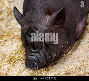 Assonnato enorme rugoso suino nero Foto Stock