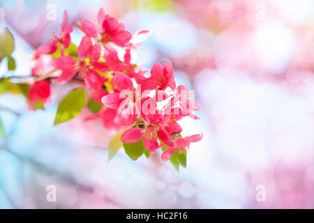 Blooming paradise melo boccioli. Meraviglioso sfondo naturale con fiori di colore rosa su un ramo. Foto Stock