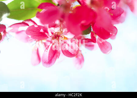 Blooming paradise melo boccioli. Meraviglioso sfondo naturale con fiori di colore rosa su un ramo. Foto Stock