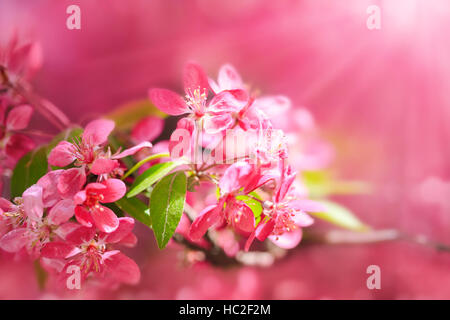 Blooming paradise melo boccioli. Meraviglioso sfondo naturale con fiori di colore rosa su un ramo. Foto Stock