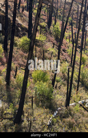 La ricrescita denso di arbusti in crescita dopo un incendio di foresta in Camas Creek Canyon nella parte orientale della Oregon. Foto Stock