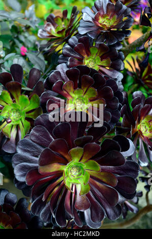 Aeonium schwarzkopf viola Crest albero nero Arboreum var atropurpureum nigrum rosette di foglie di piante succulente floreale RM Foto Stock