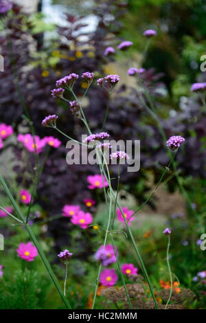 Verbena bonariensis cosmo Cotinus coggygria viola fiore fiori fioritura fogliame display mix a letto misto giardino di confine Foto Stock