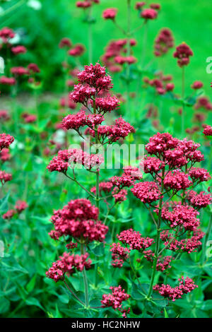 Centranthus ruber scarlet fiore fiori fioritura sperone rosso valeriana kiss me quick fox spazzola Devil's Jupiter con la barba floreale RM Foto Stock