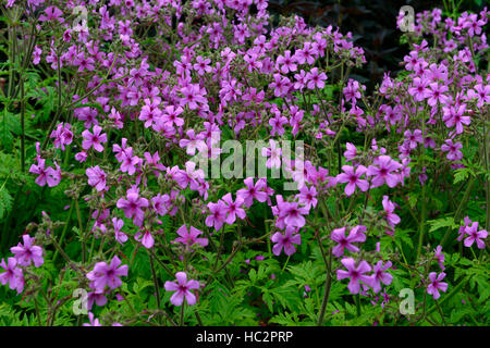 Geranium maderense Madera Cranesbill rosa magenta piante vegetali fiore giardino di fiori perenni gara floreale RM Foto Stock