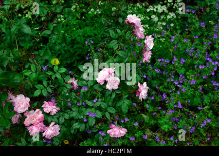 Geranium pyrenaicum bill wallis rosa chinensis cv old blush rose combinazione schema impianto rosa fiori blu fiore floreale RM Foto Stock