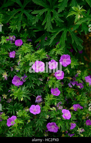 Geranium sanguineum sanguinosa cranesbill fiori rosa gerani fiorite perenni groundcover coperchio floreale RM Foto Stock