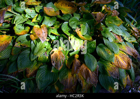 hosta foliage leaves autumn end summer mottled damage damaged colour color change changing shade shaded shady RM Floral Foto Stock