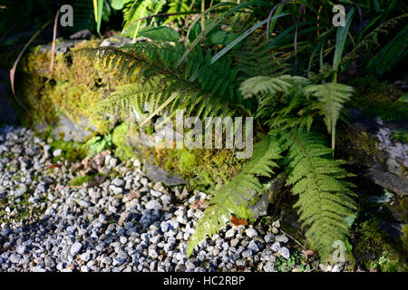 La felce crescere crescente moss coperchio di muschio coperto roccia sentiero di ghiaia giardino unkempt disordine naturale e selvaggio floreale RM Foto Stock