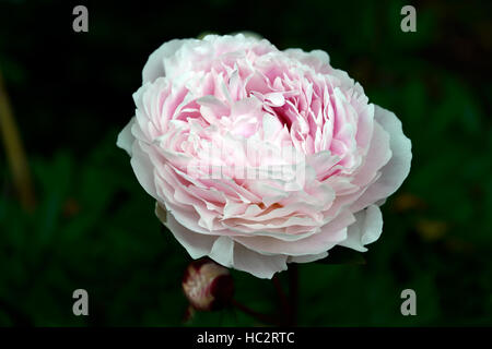 Paeonia lactiflora Sarah Bernhardt rosa peonia peonie fiore fiori fioritura piante erbacee perenni fragranti profumi di fiori RM Foto Stock