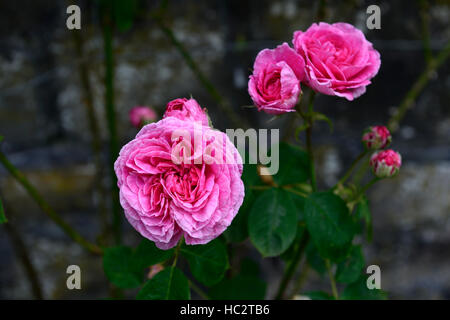 Rosa Gertrude Jekyll ausbord rose flower pink fioritura fiori profumati arbusto profumato arbusti floreale RM Foto Stock