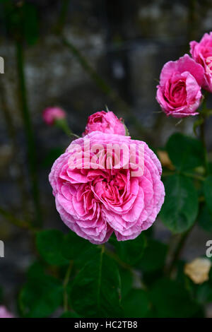 Rosa Gertrude Jekyll ausbord rose flower pink fioritura fiori profumati arbusto profumato arbusti floreale RM Foto Stock