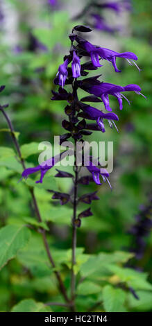 La salvia amistad Purple Sage sages fiore fiori fioritura gara letto perenne frontiera estate display RM Floral Foto Stock