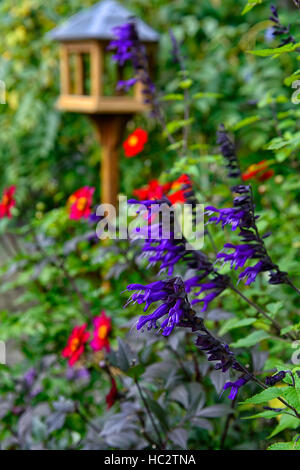 La salvia amistad Purple Sage saggi blu rosso dalia dalie fiori fioritura di fiori misti piantagione di combinazione floreale RM Foto Stock