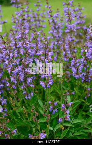 La salvia officinalis salvia comune di saggi di Erbe erbe erbacee perenni erbe blu porpora salvias arbusti arbusto sempreverde floreale RM Foto Stock