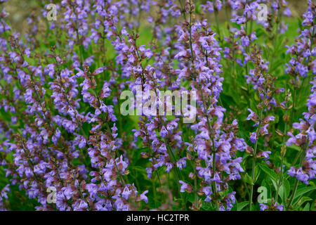 La salvia officinalis salvia comune di saggi di Erbe erbe erbacee perenni erbe blu porpora salvias arbusti arbusto sempreverde floreale RM Foto Stock