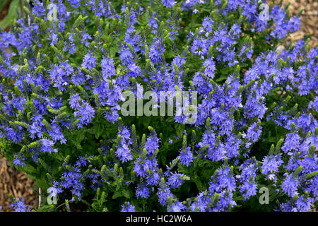 Veronica teucrium strisciante Speedwell ungherese blu fiore fiori giardino fiorito mound costituente la copertura perenne floreale RM Foto Stock