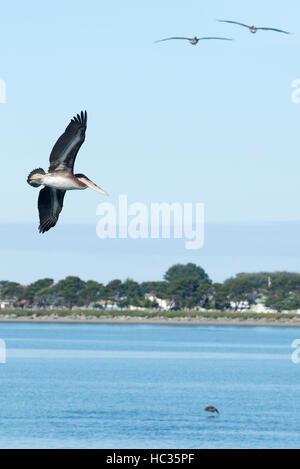 Pellicani sorvolano Crescent porto nella Crescent City, California. Foto Stock